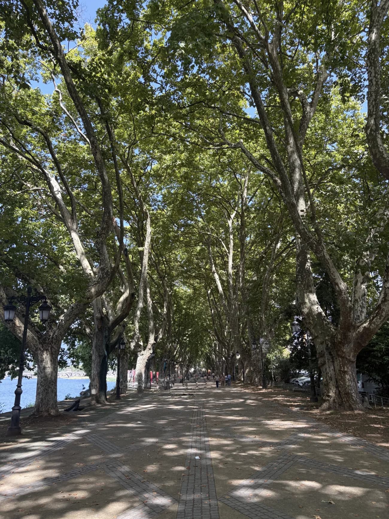 A long avenue of plane trees beside the River Lima, a few walkers far down the path.