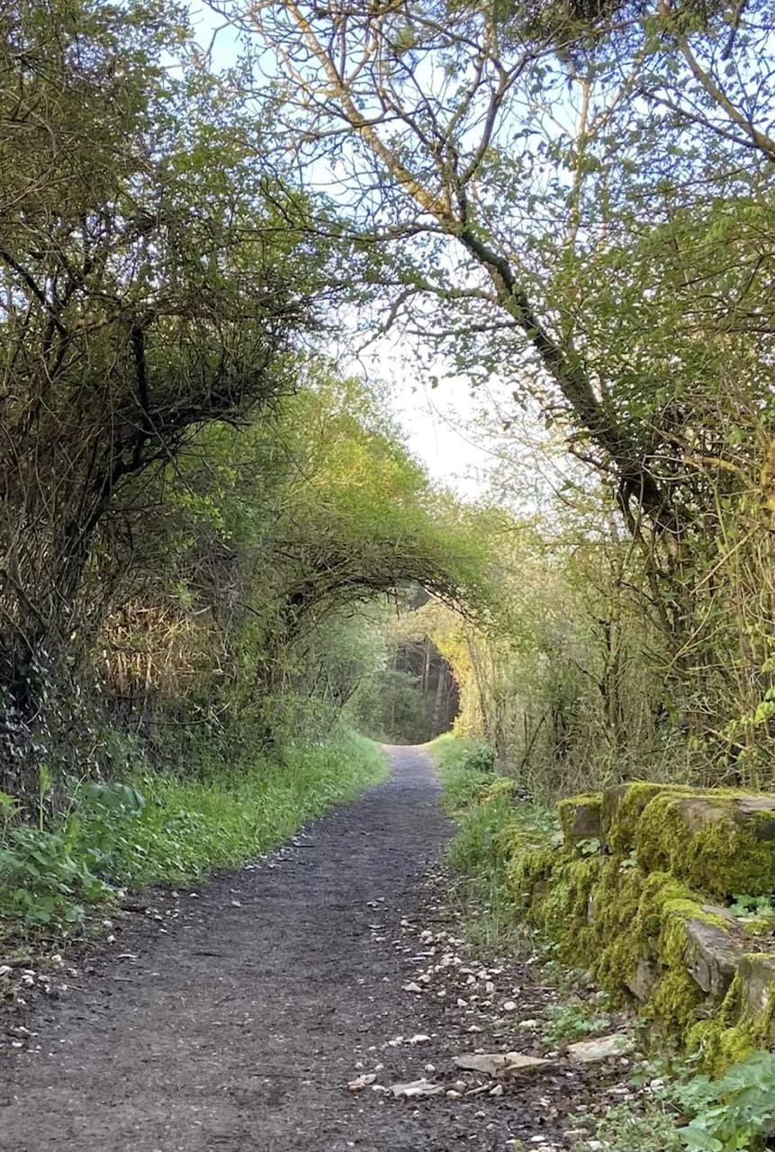 The Camino path running through a green tunnel of trees beside a mossy stone wall.