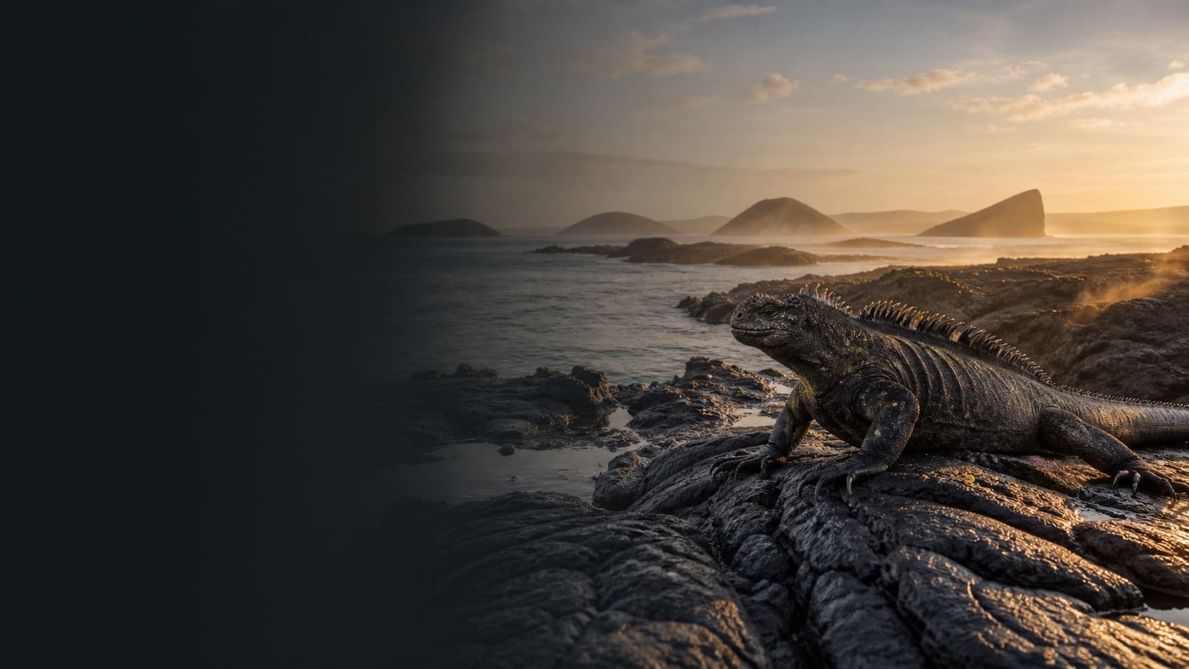 A marine iguana on the volcanic Galápagos coast at dawn.